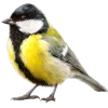 🐦‍⬛️ Эмодзи «Премудрости» для Telegram
