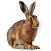 🐰 Эмодзи «Премудрости» для Telegram