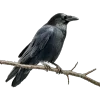 🐦‍⬛️ Эмодзи «Премудрости» для Telegram