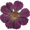🫥 Эмодзи «Pressed flowers» для Telegram