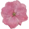 🫥 Эмодзи «Pressed flowers» для Telegram