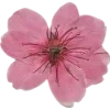 🫥 Эмодзи «Pressed flowers» для Telegram