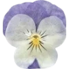 🫥 Эмодзи «Pressed flowers» для Telegram