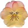 🫥 Эмодзи «Pressed flowers» для Telegram