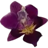 🫥 Эмодзи «Pressed flowers» для Telegram