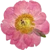 🫥 Эмодзи «Pressed flowers» для Telegram