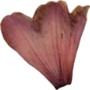 🫥 Эмодзи «Pressed flowers» для Telegram
