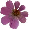 🫥 Эмодзи «Pressed flowers» для Telegram