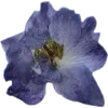 🫥 Эмодзи «Pressed flowers» для Telegram