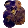 🫥 Эмодзи «Pressed flowers» для Telegram