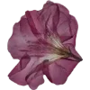 🫥 Эмодзи «Pressed flowers» для Telegram