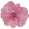 🫥 Эмодзи «Pressed flowers» для Telegram