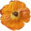 🫥 Эмодзи «Pressed flowers» для Telegram