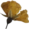 🫥 Эмодзи «Pressed flowers» для Telegram