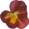 🫥 Эмодзи «Pressed flowers» для Telegram