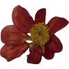 🫥 Эмодзи «Pressed flowers» для Telegram