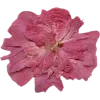 🫥 Эмодзи «Pressed flowers» для Telegram