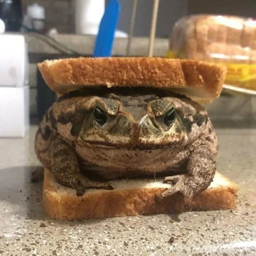 🥪 Стикер «Жабки ь» для Telegram