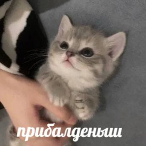 😻 Стикер «pretty poison» для Telegram