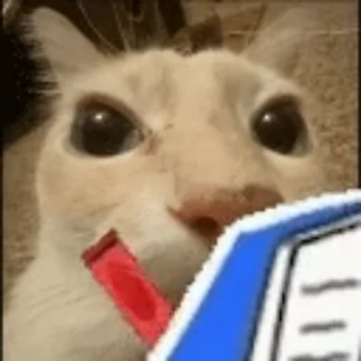 📔 Стикер «ПОН» для Telegram