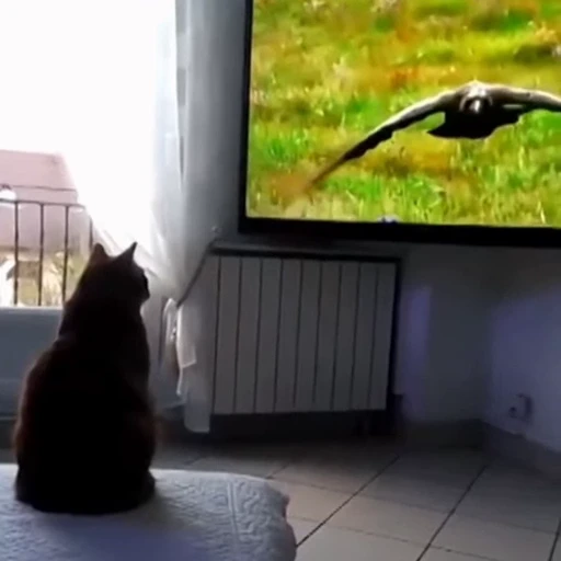 🐈 Стикер «Прикольные животные» для Telegram