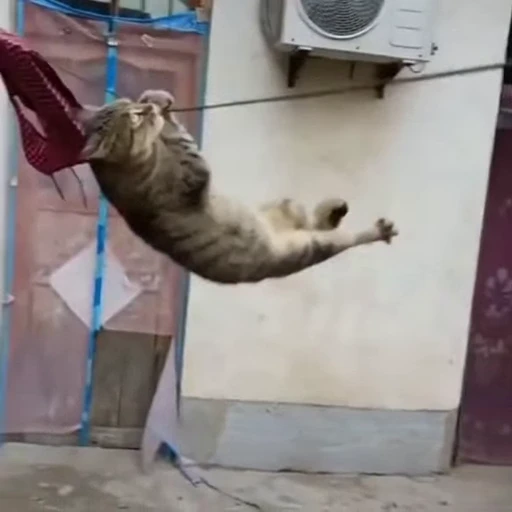 🐈 Стикер «Прикольные животные» для Telegram