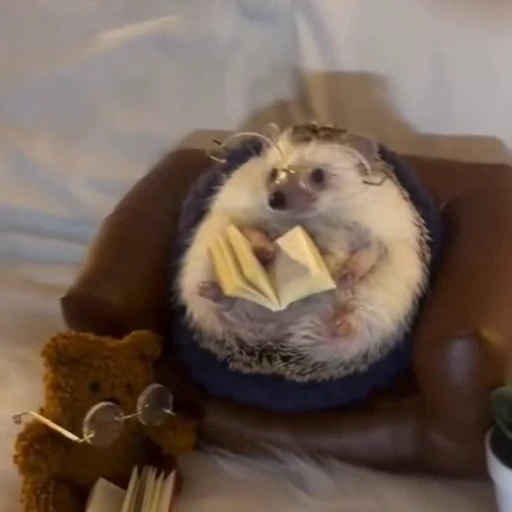 🦔 Стикер «Прикольные животные» для Telegram