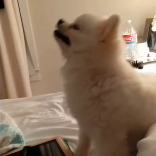 🐕‍🦺 Стикер «Прикольные животные» для Telegram
