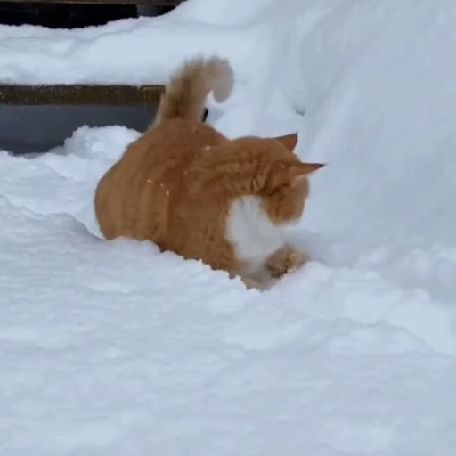 🐈 Стикер «Прикольные животные» для Telegram