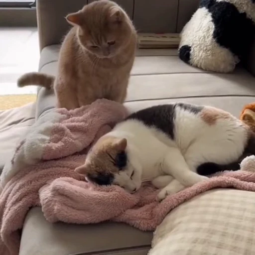 🐈 Стикер «Прикольные животные» для Telegram