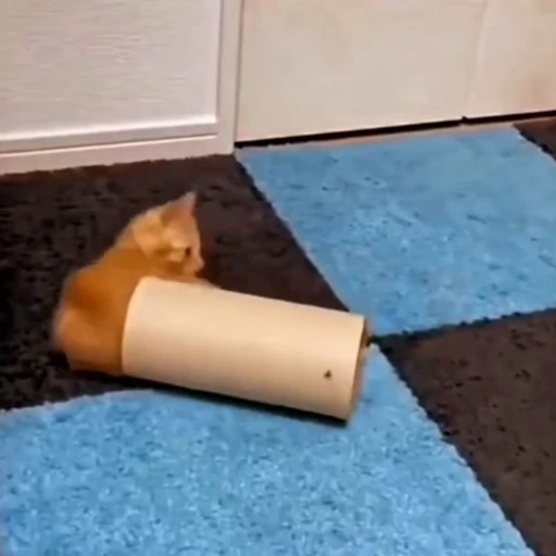 🐈 Стикер «Прикольные животные» для Telegram