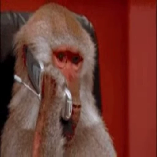 📞 Стикер «Primates» для Telegram