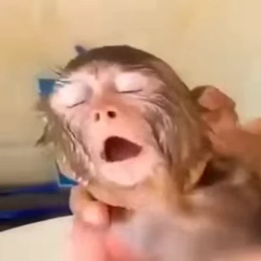 🚿 Стикер «Primates» для Telegram