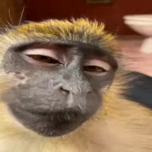 😏 Стикер «Primates» для Telegram