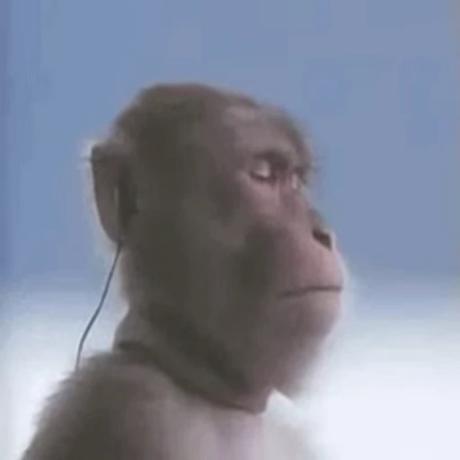 🎧 Стикер «Primates» для Telegram