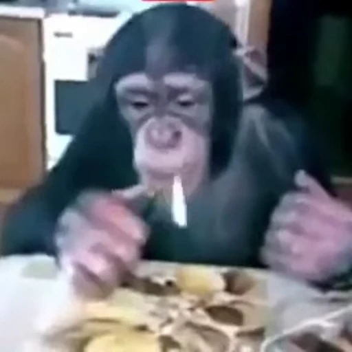 🚬 Стикер «Primates» для Telegram