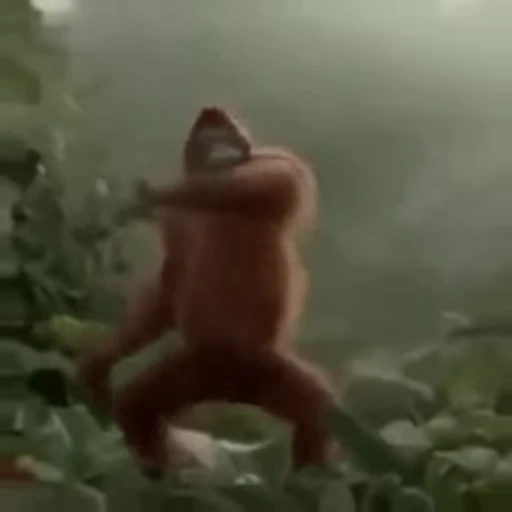 🕺 Стикер «Primates» для Telegram