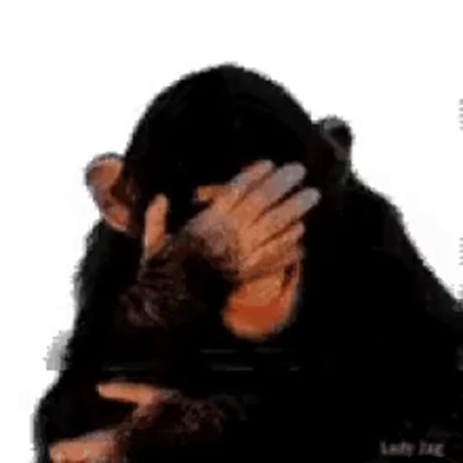 😂 Стикер «Primates» для Telegram