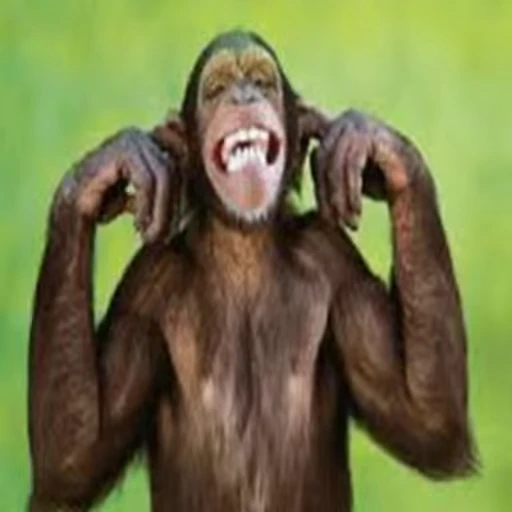 🤦‍♂ Стикер «Primates» для Telegram