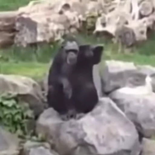 🇩🇪 Стикер «Primates» для Telegram