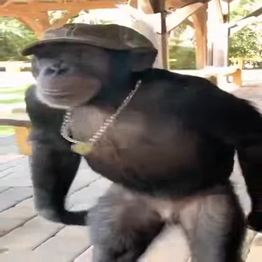 😎 Стикер «Primates» для Telegram
