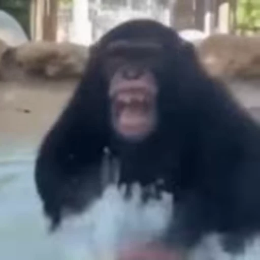 😲 Стикер «Primates» для Telegram