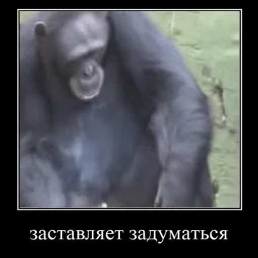 Стикерпак Primates для Telegram