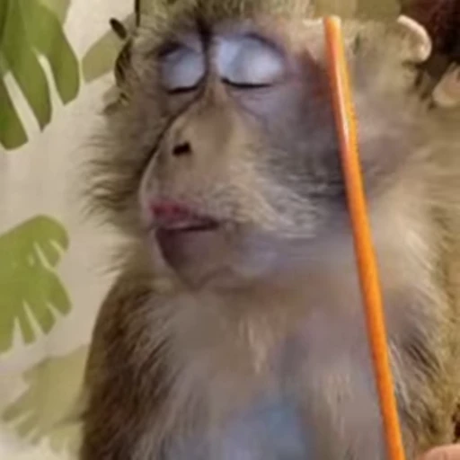 😍 Стикер «Primates» для Telegram