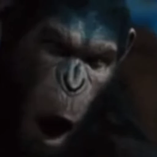 🙅‍♂ Стикер «Primates» для Telegram