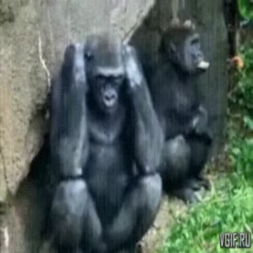 🤪 Стикер «Primates» для Telegram