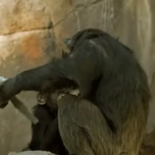 🤗 Стикер «Primates» для Telegram