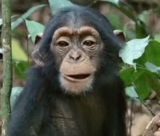 😋 Стикер «Primates» для Telegram
