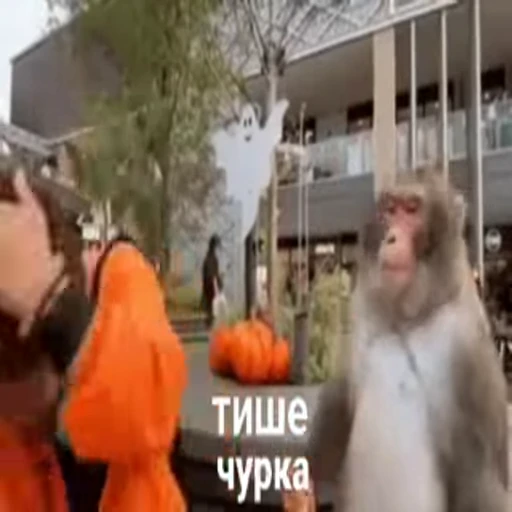 🤫 Стикер «Primates» для Telegram