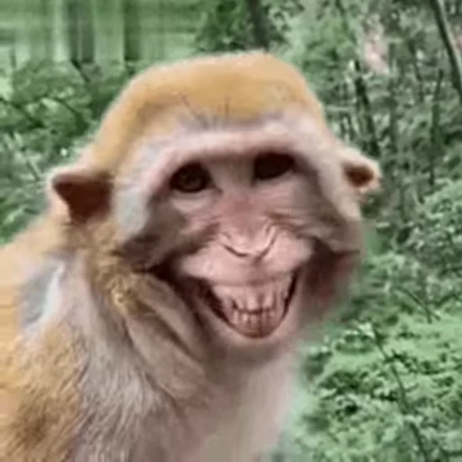 😂 Стикер «Primates» для Telegram